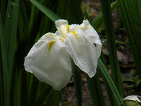s-DSCN3042.jpg