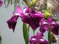 s-DSCN3052.jpg