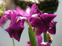 s-DSCN3053.jpg