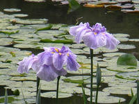 s-DSCN3054.jpg