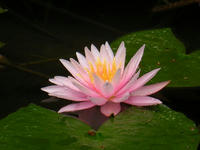 s-DSCN3068.jpg