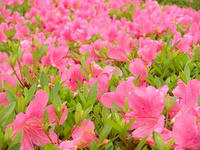 s-DSCN3077.jpg