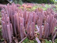 s-DSCN3085.jpg