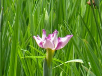 s-DSCN3104.jpg