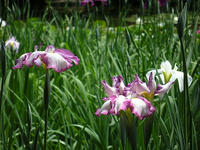 s-DSCN3113.jpg
