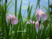 s-DSCN3132.jpg