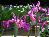 s-DSCN3139.jpg