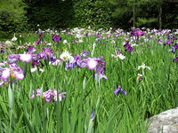 s-DSCN3143.jpg