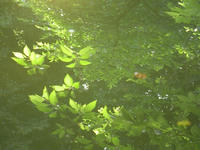 s-DSCN3159.jpg