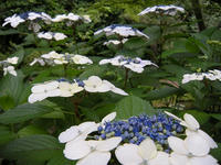 s-DSCN3239.jpg