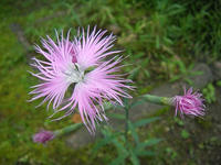 s-DSCN3275.jpg