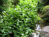 s-DSCN3280.jpg
