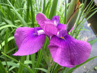 s-DSCN3284.jpg