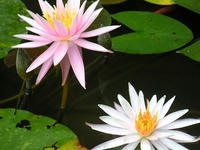 s-DSCN3294.jpg