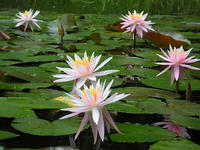 s-DSCN3295.jpg