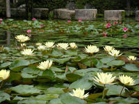s-DSCN3298.jpg
