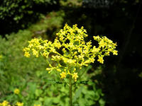 s-DSCN3381.jpg