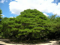 s-DSCN3387.jpg