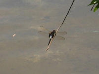 s-DSCN3388.jpg