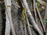 s-DSCN3398.jpg