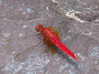 s-DSCN3400.jpg