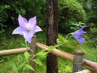 s-DSCN3465.jpg