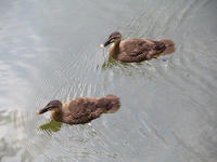 s-DSCN3536.jpg