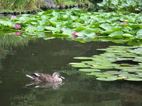 s-DSCN3550.jpg