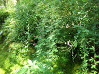 s-DSCN3674.jpg