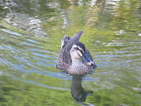 s-DSCN3687.jpg
