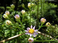 s-DSCN3701.jpg