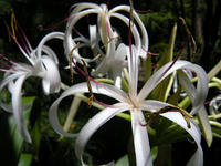 s-DSCN3709.jpg