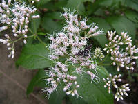 s-DSCN3720.jpg