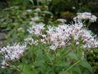 s-DSCN3721.jpg