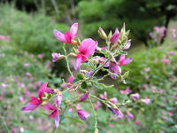 s-DSCN3726.jpg