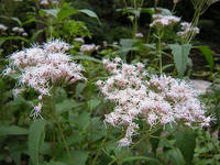 s-DSCN3728.jpg