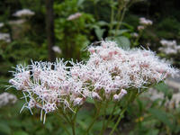 s-DSCN3729.jpg