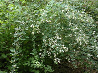 s-DSCN3731.jpg