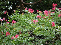 s-DSCN3746.jpg