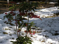 s-DSCN3869.jpg