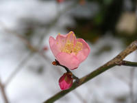 s-DSCN3896.jpg
