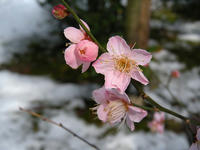 s-DSCN3898.jpg
