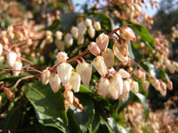 s-DSCN3916.jpg