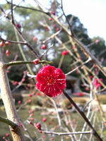 s-DSCN3921.jpg