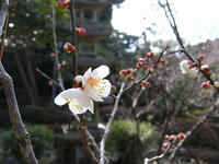 s-DSCN3925.jpg