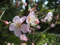 s-DSCN3932.jpg