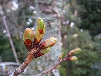 s-DSCN3951.jpg