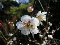s-DSCN3973.jpg