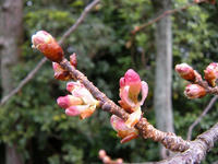 s-DSCN4010.jpg