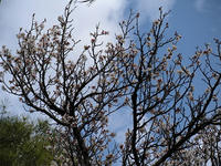 s-DSCN4046.jpg